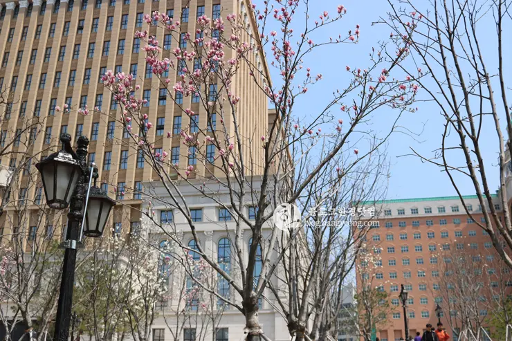 경희대학교 경희랜드 봄 벚꽃놀이 구경