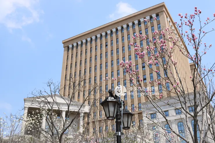 경희대학교 경희랜드 봄 벚꽃놀이 구경