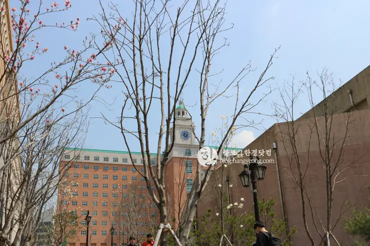 경희대학교 경희랜드 봄 벚꽃놀이 구경