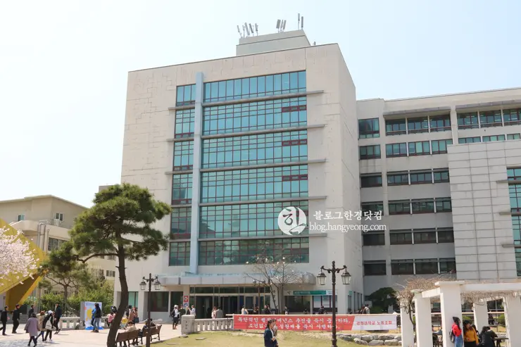 경희대학교 경희랜드 봄 벚꽃놀이 구경