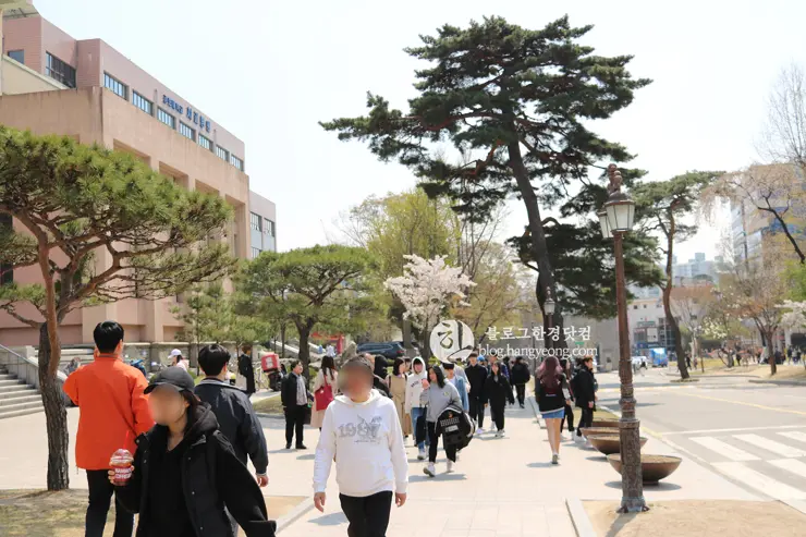 경희대학교 경희랜드 봄 벚꽃놀이 구경