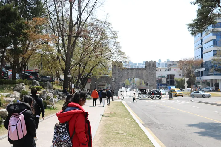 경희대학교 경희랜드 봄 벚꽃놀이 구경