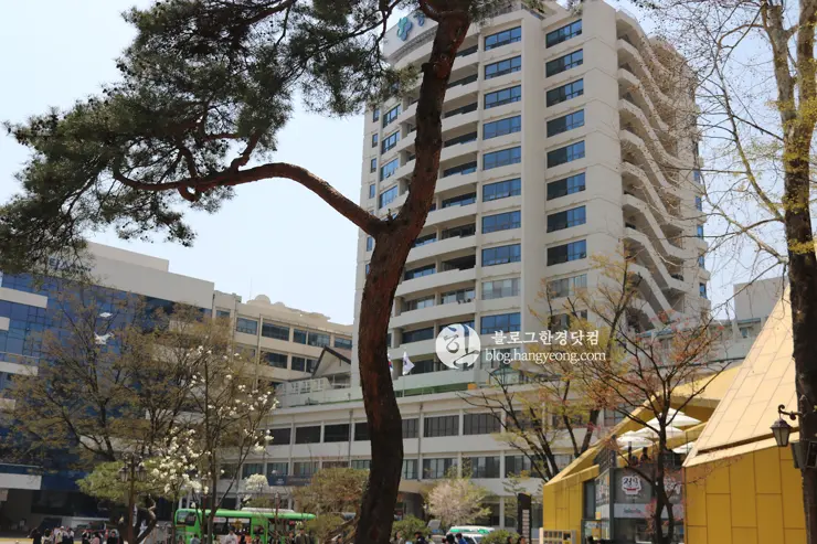 경희대학교 경희랜드 봄 벚꽃놀이 구경