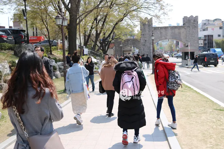 경희대학교 경희랜드 봄 벚꽃놀이 구경