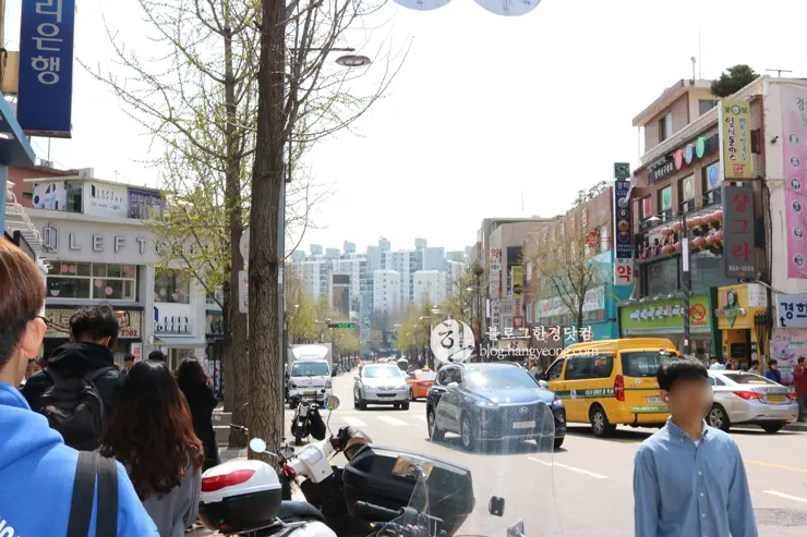 경희대학교 경희랜드 봄 벚꽃놀이 구경